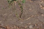 Field bindweed