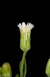 Canadian horseweed