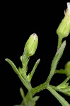 Canadian horseweed