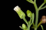 Canadian horseweed