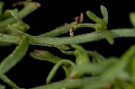 Canadian horseweed