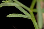 Canadian horseweed