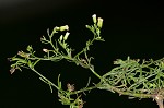 Canadian horseweed