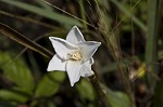 Evening rainlily