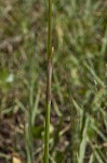 Evening rainlily