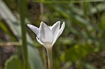 Evening rainlily