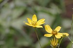 Greater tickseed