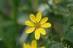 Greater tickseed