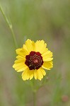 Plains coreopsis