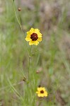 Plains coreopsis