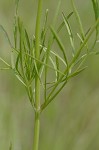 Plains coreopsis