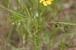 Plains coreopsis