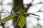 Alternateleaf dogwood