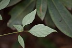 Alternateleaf dogwood