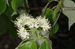 Alternateleaf dogwood