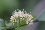 Alternateleaf dogwood