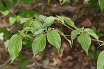 Alternateleaf dogwood