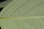 Alternateleaf dogwood