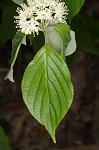 Alternateleaf dogwood