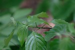 Alternateleaf dogwood