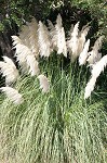 Uruguayan pampas grass