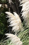 Uruguayan pampas grass