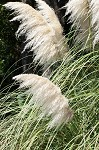 Uruguayan pampas grass