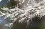 Uruguayan pampas grass