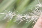 Uruguayan pampas grass