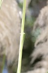 Uruguayan pampas grass