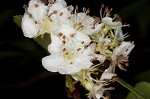 Barberry hawthorn