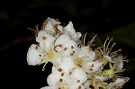 Barberry hawthorn