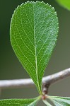 Barberry hawthorn