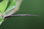 Barberry hawthorn