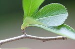 Barberry hawthorn