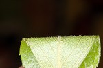 Barberry hawthorn