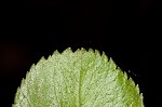 Barberry hawthorn