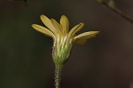 Slender scratchdaisy