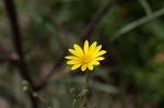 Slender scratchdaisy