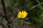 Slender scratchdaisy