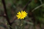 Slender scratchdaisy