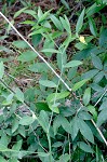 Arrowhead rattlebox