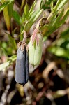 Arrowhead rattlebox