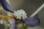 Dodder