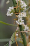 Dodder