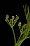 Marsh parsley