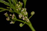 Marsh parsley