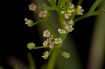 Marsh parsley