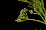 Marsh parsley