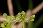 Marsh parsley